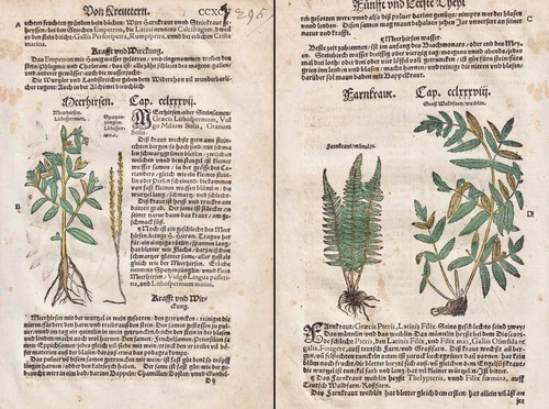 Meerhirsen felci erbe libro - felci, di