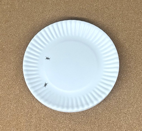 Ants set piatti melaminico - ants,