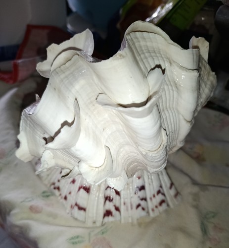 Tridacna squamosa gigante - tridacna,