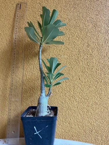Adenium obesum grande caudex