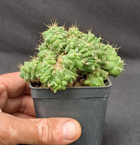 Ferocactus echidne cristata - ferocactus, f.