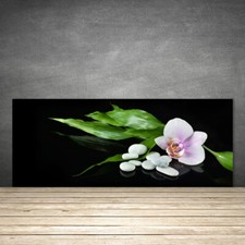 Splashback Paraschizzi