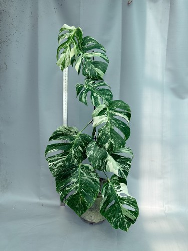 Monstera deliciosa albo - monstera,