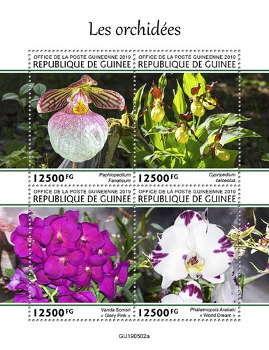 Orchidee