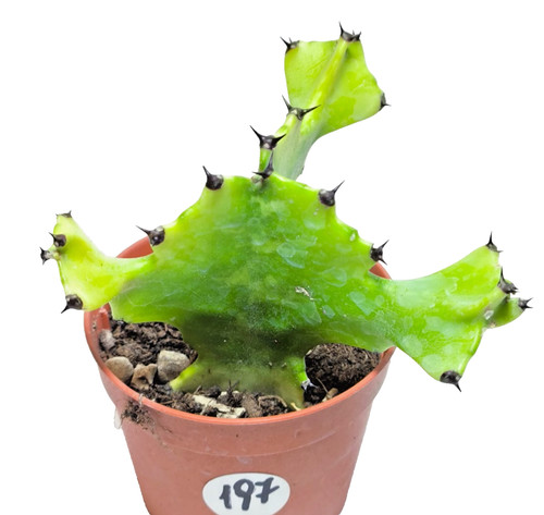 Euphorbia lactea cm - euphorbia, cm -