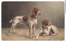 BY-BFP2-1049-CANE - DUE CANI DELLA STESSA RAZZA