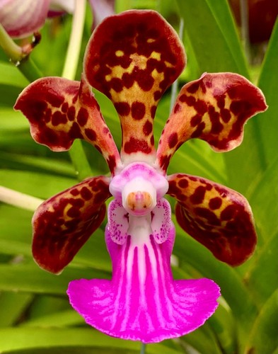 Vanda species big tiger - species,