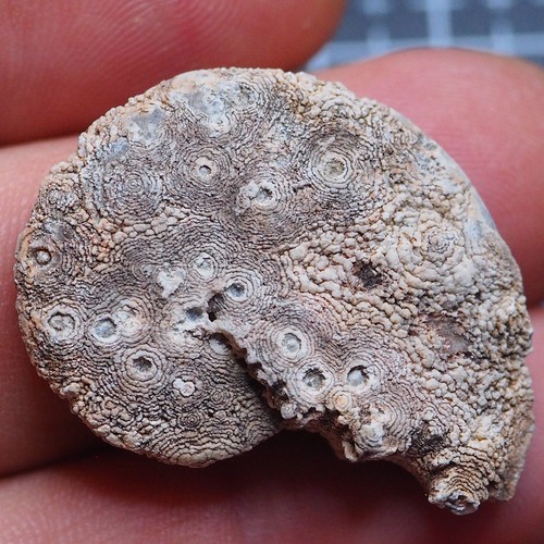 Ammonite calcedonio - ammonite, mm