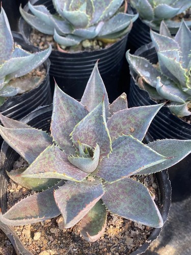 Agave mangave bloodspot ibrido - agave,