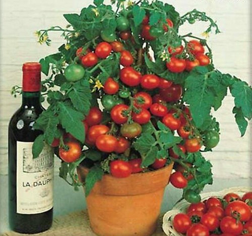 Pomodoro ciliegino nano - pomodoro,