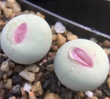 Pianta succulenta 5 pezzi 1,2