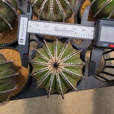 DE13: Uebelmannia pectinifera