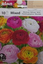 RANUNCOLO MISTO COLORATO