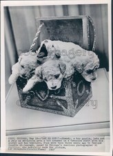 1967 Press Photo Adorable Toy