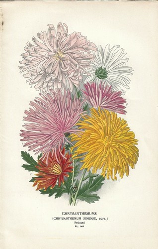 Stampa antica fiori - stampa,