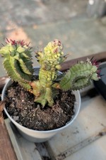 Pianta vera grassa - vera, diverse