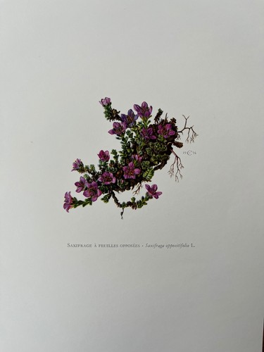 Vintage mountain saxifrage - vintage,