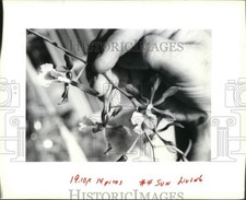 Foto stampa 1991 Epidendrum