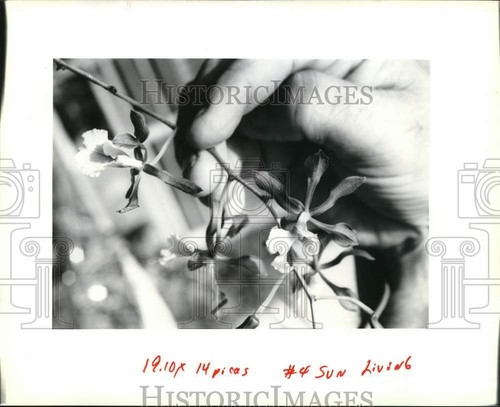 Foto stampa 1991 epidendrum - foto,