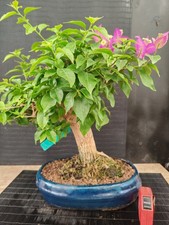 Bonsai bouganvillea 42 cm - bonsai, h