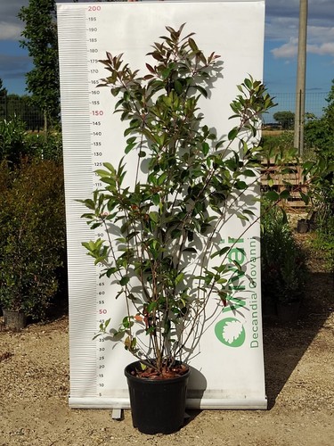Pianta photinia vaso - vaso, 30
