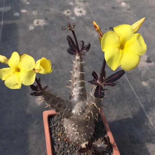 Pianta cactus succulenta - cactus,