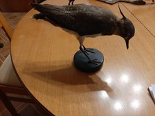 Tassidermia Uccello Imbalsamato Pavoncella Vanellus