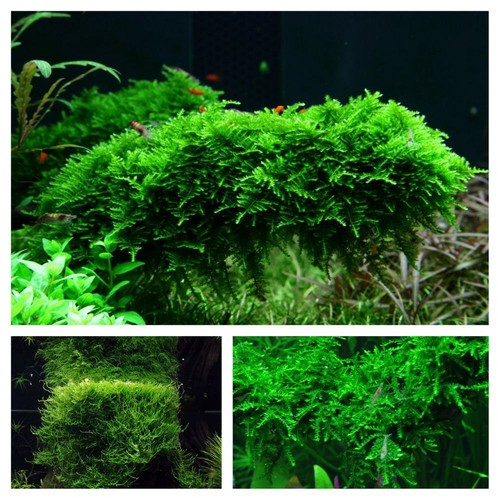 Tropica set muschio - set,