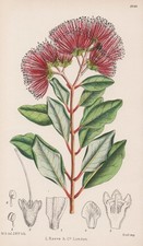 Metrosideros Collina Polinesia