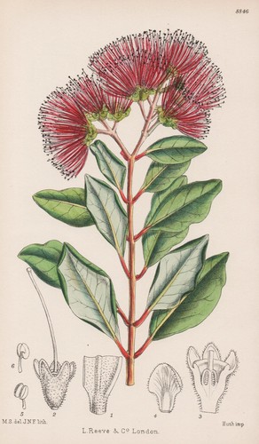 Metrosideros collina polinesia - metrosideros,