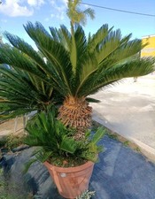  Pianta Di Cycas Revoluta Vaso
