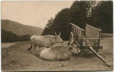 Primi '900 Buoi animali carro legno riva lago montagne FP B/N