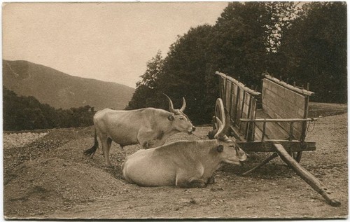 Primi 900 buoi animali carro - '900,