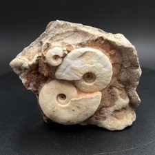 Truempyceras pluriformis