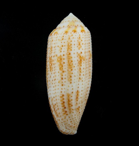 Conchiglia conus nussatella - -,