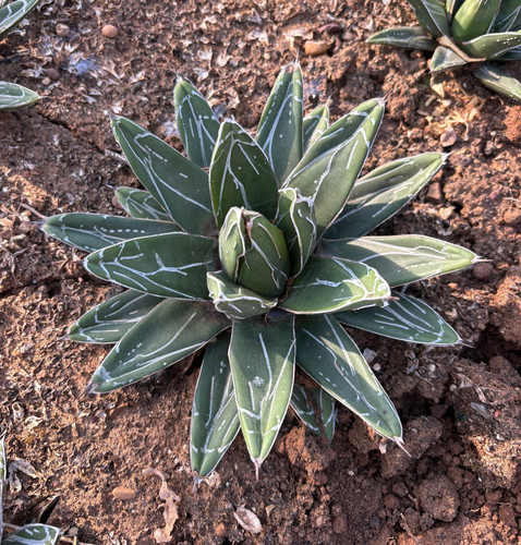 Agave victoriae reginae - victoriae,