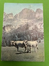 1969 Fiera Bolzano - Società tra allevatori bestiame razza Grigio Alpina