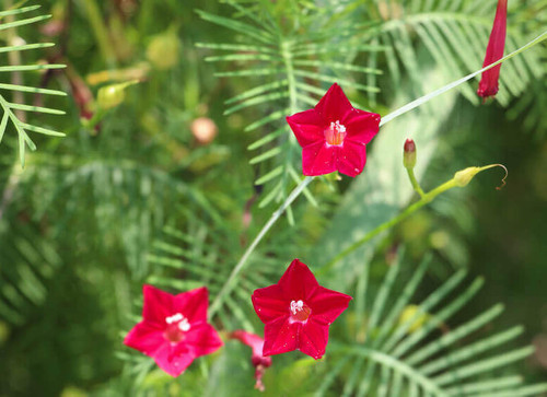 Creeper cipresso ipomea - cipresso,