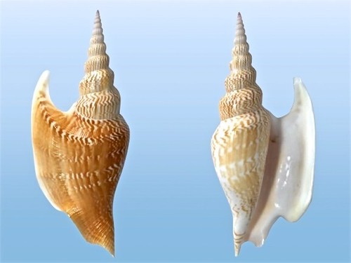Strombidae mirabilistrombus - strombidae,,