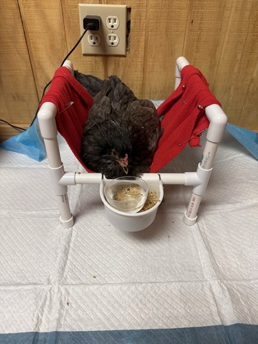 Chicken wheelchair with - with, sling
