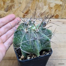 Astrophytum capricorne -