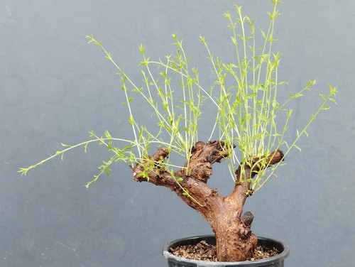 Pre bonsai melograno - pre-bonsai, di