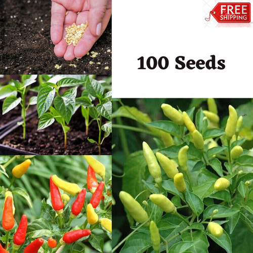 100 semi peperoncino - 100+, di