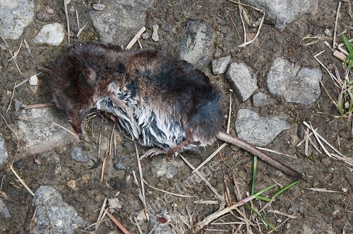 Photo 6x4 dead shrew forest - 6x4, on