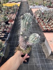 Copiapoa Cinerea Dealbata