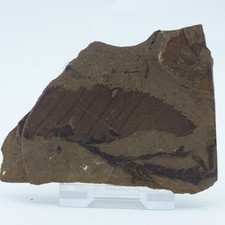 Fossil Plant Remains Leaves