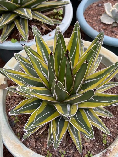 Agave victoriae reginae - agave, victoriae-reginae