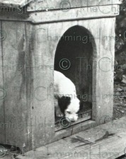 Foto d'epoca setter inglese