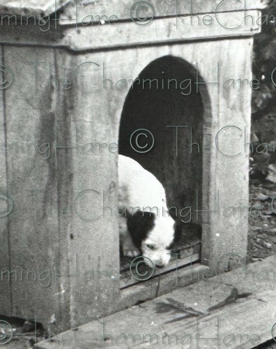 Foto epoca setter inglese - d'epoca,