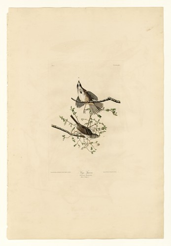 Song sparrow vintage audubon - song,